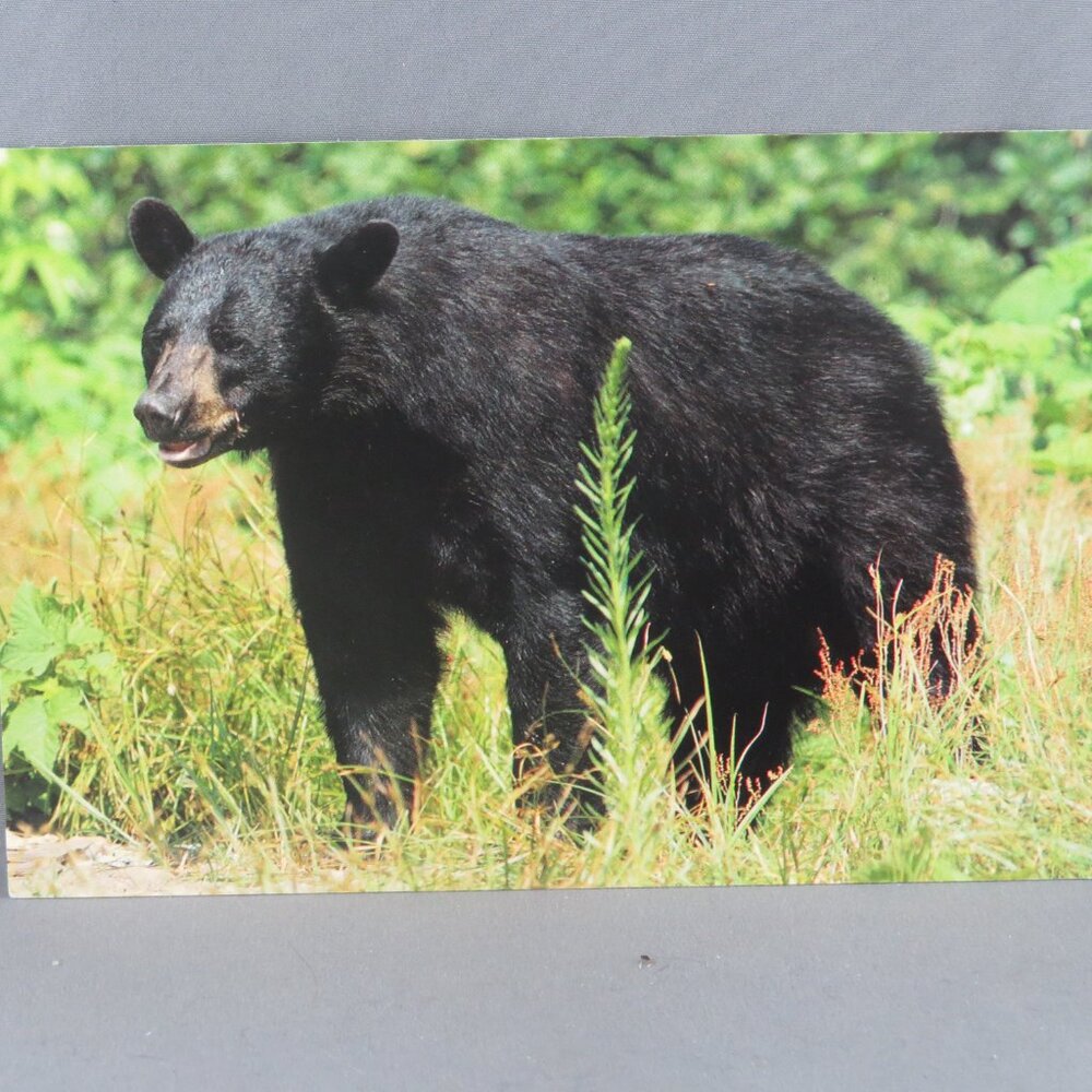 Vintage Postcard - Black Bear Canada - Dexter Press